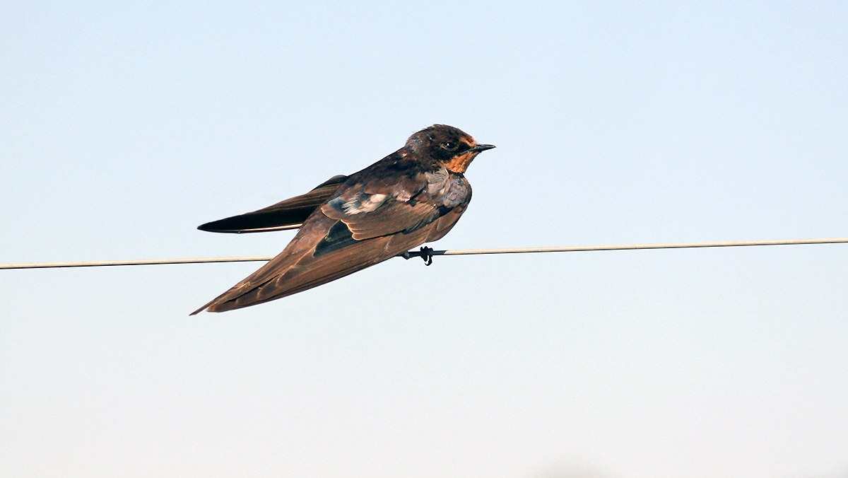 Barn Swallow [Hirundo rustica rustica]