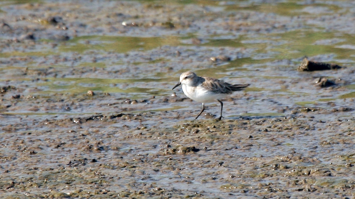 Little Stint [Calidris minuta]