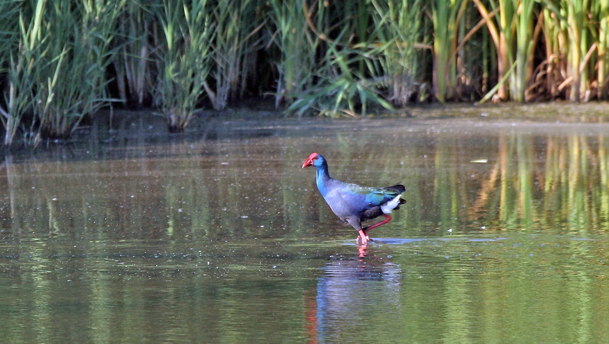 African Swamphen [Porphyrio madagascariensis]