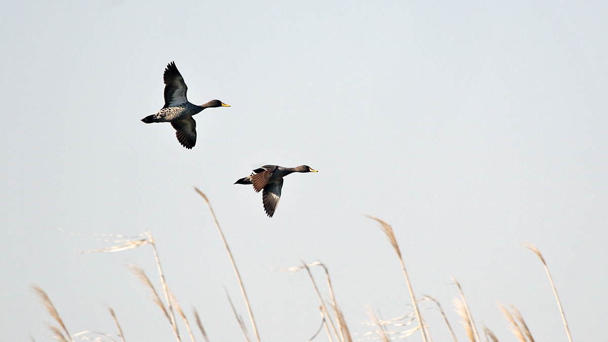 Yellow-billed Duck [Anas undulata undulata]