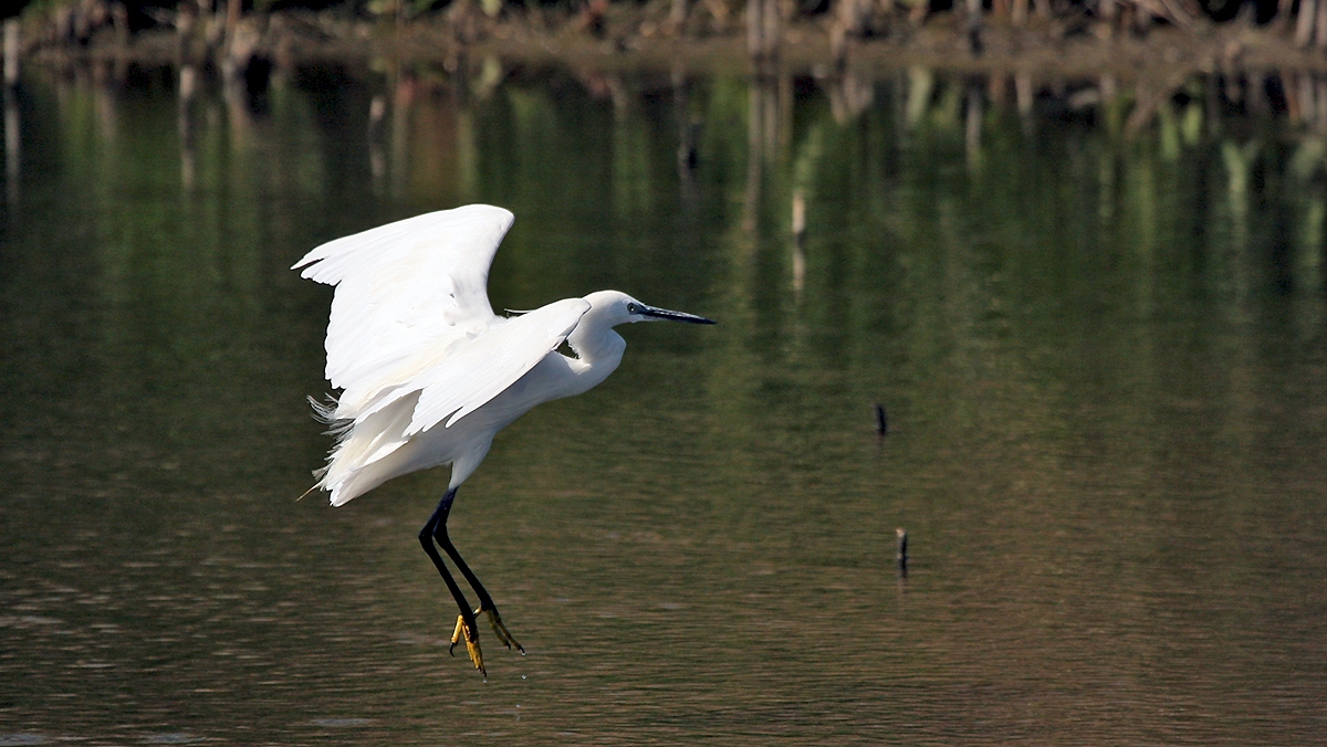 Little Egret [Egretta garzetta garzetta]
