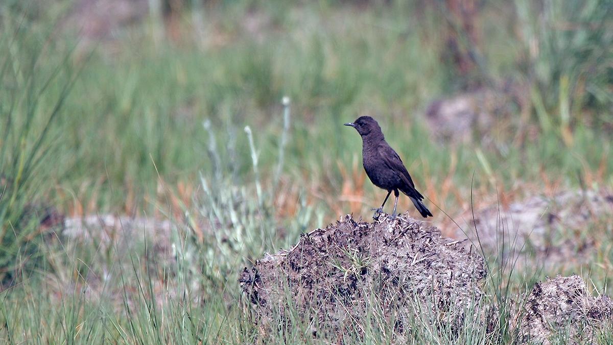 Mountain Chat [Myrmecocichla monticola monticola]