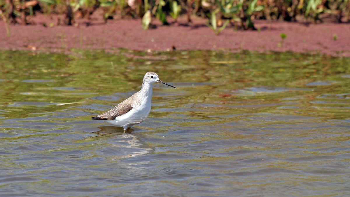 Marsh Sandpiper [Tringa stagnatilis]