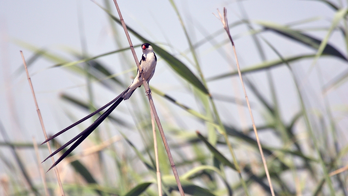 Pin-tailed Whydah [Vidua macroura]