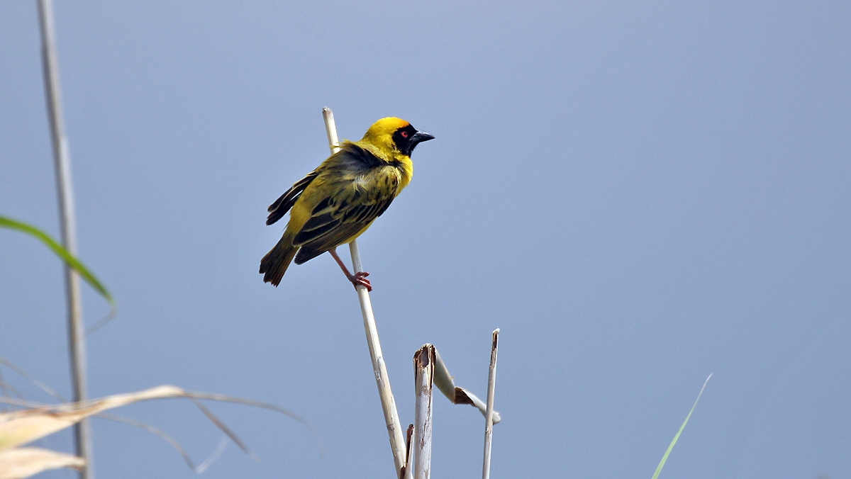 Southern Masked Weaver [Ploceus velatus]