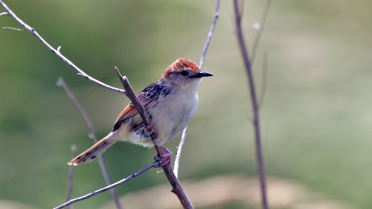 Levaillant's Cisticola [Cisticola tinniens tinniens]