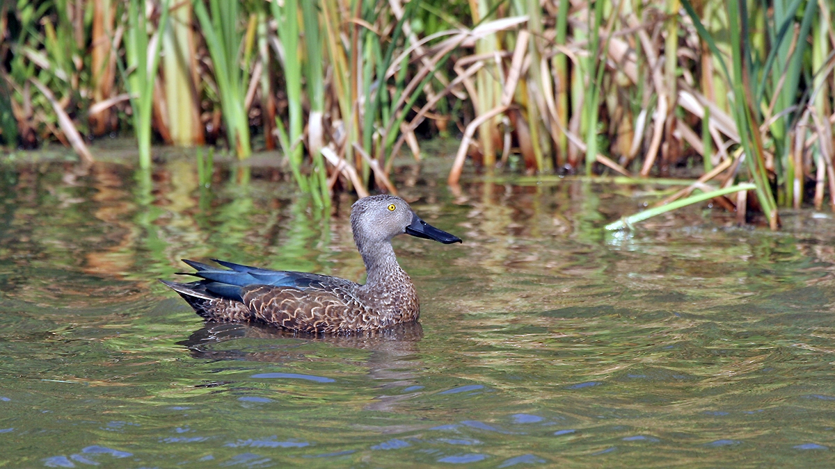 Cape Shoveler [Spatula smithii]