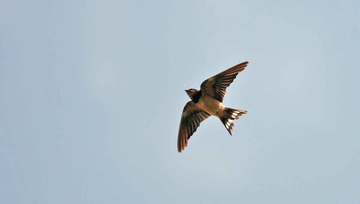 Barn Swallow [Hirundo rustica rustica]