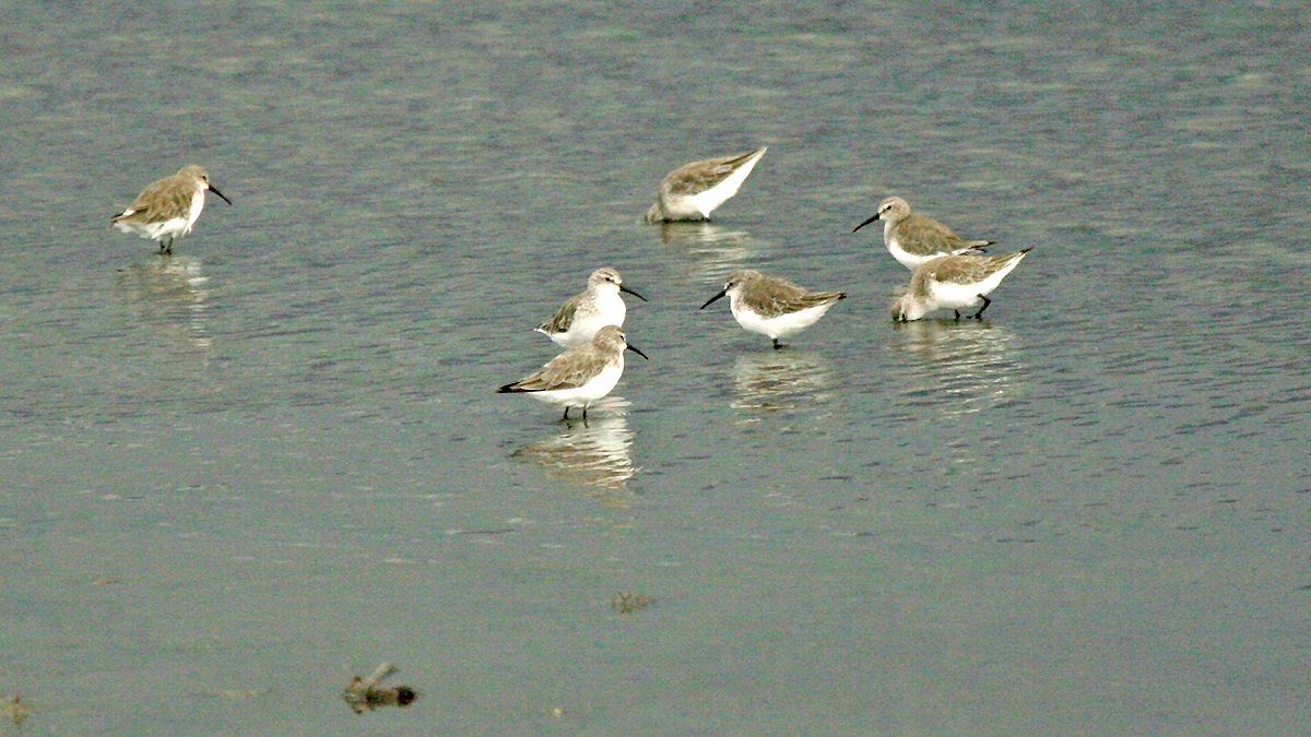 Curlew Sandpiper [Calidris ferruginea]