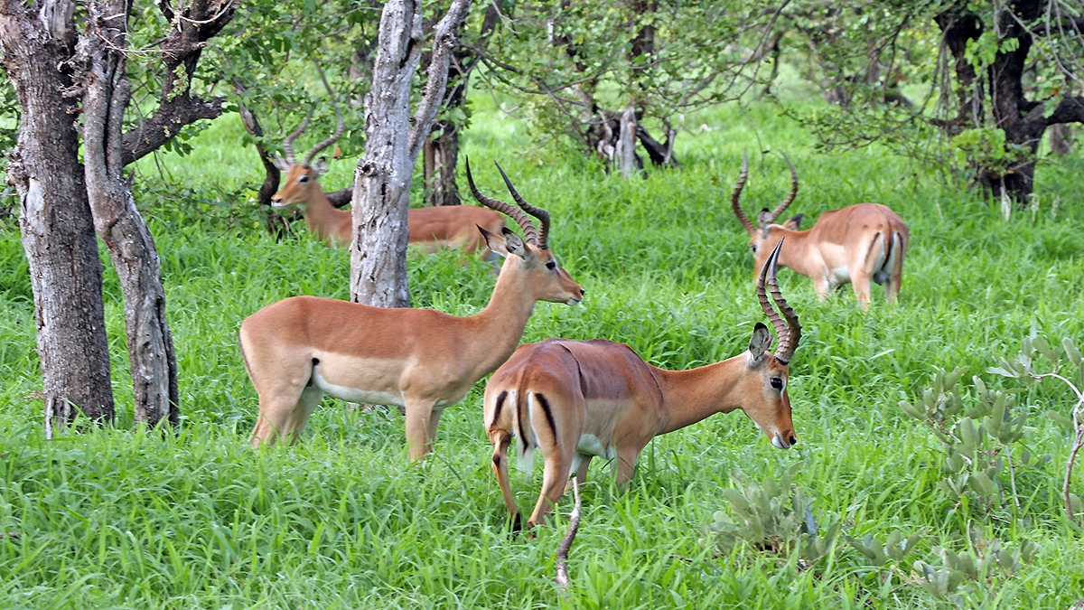 Impala [Aepyceros melampus melampus]