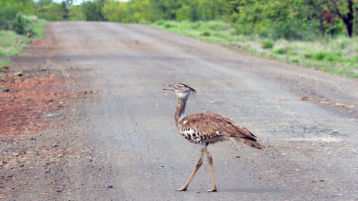 Kori Bustard [Ardeotis kori kori]