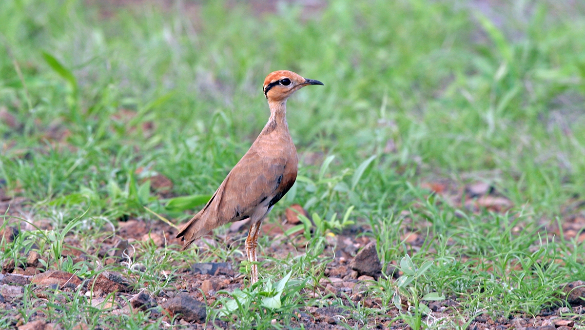 Temmincks Courser [Cursorius temminckii ruvanensis]