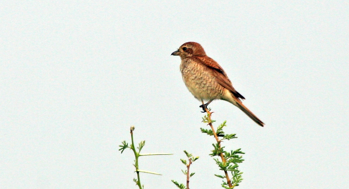 Red-backed Shrike [Lanius collurio]