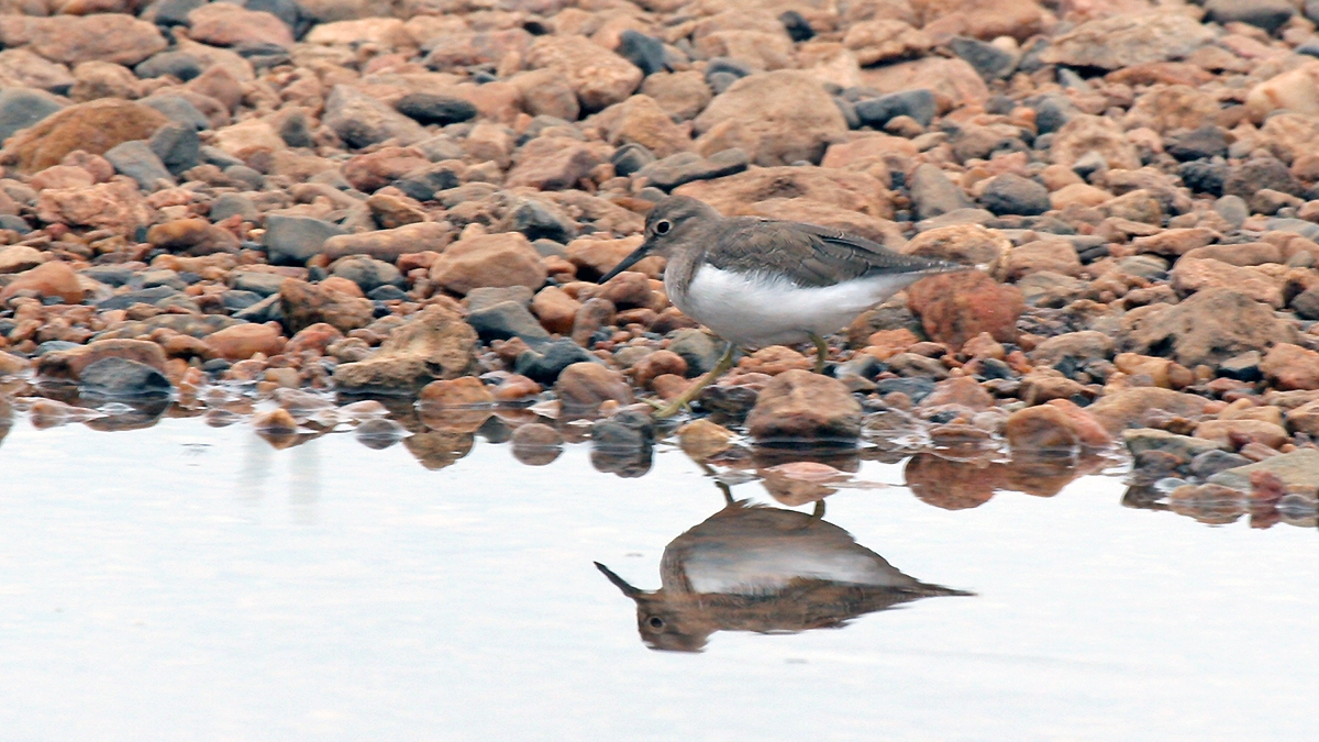 Common Sandpiper [Actitis hypoleucos]