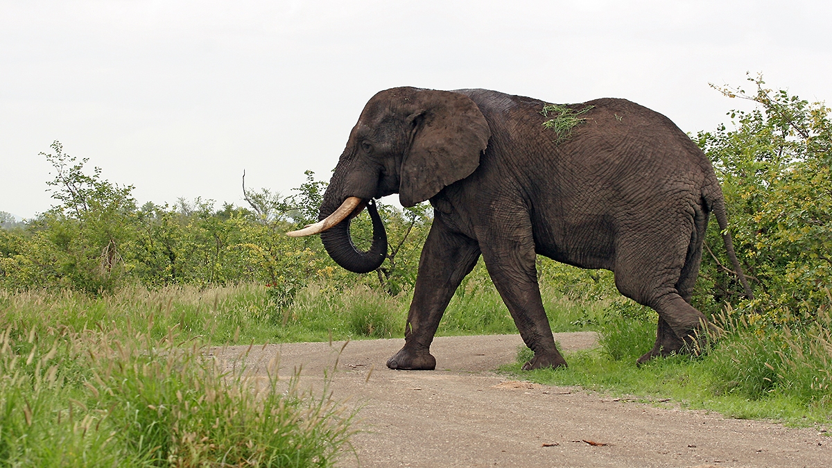 African Bush Elephant [Loxodonta africana]