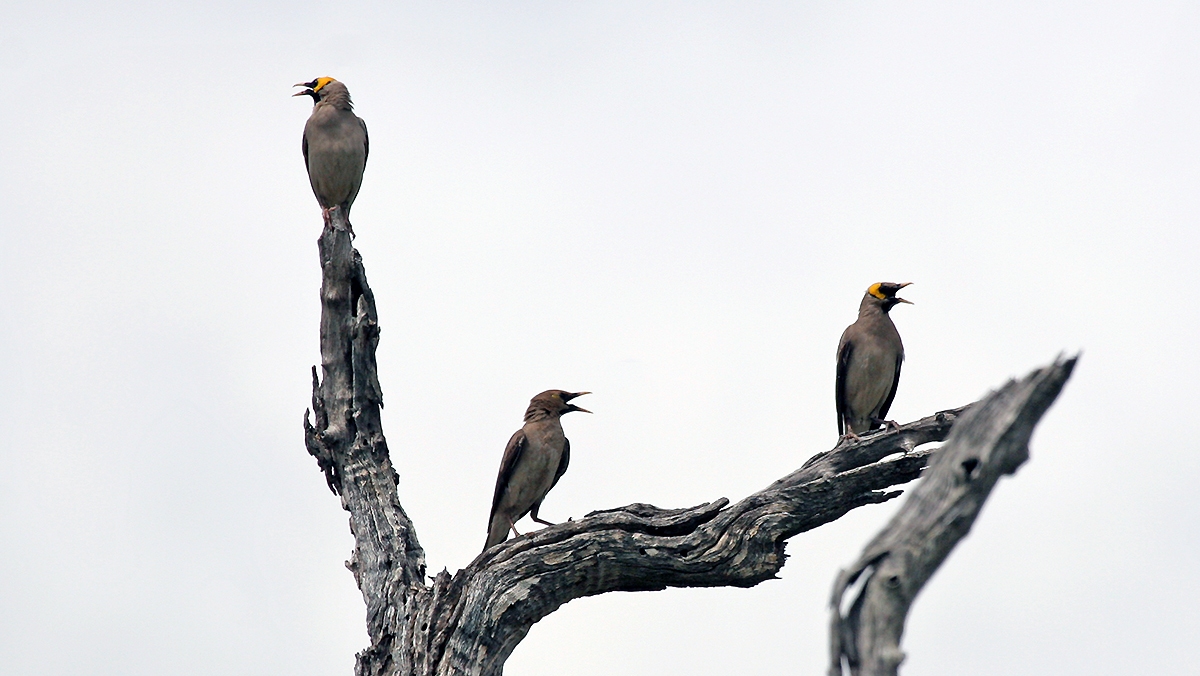 Wattled Starling [Creatophora cinerea]