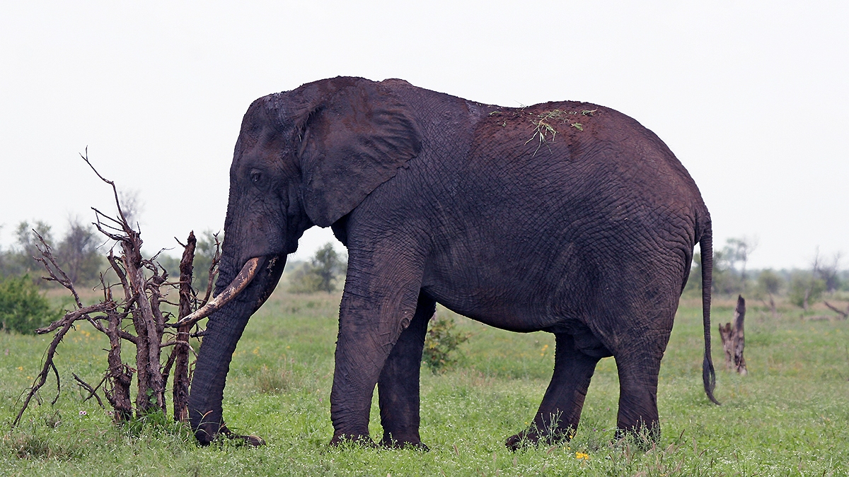 African Bush Elephant [Loxodonta africana]