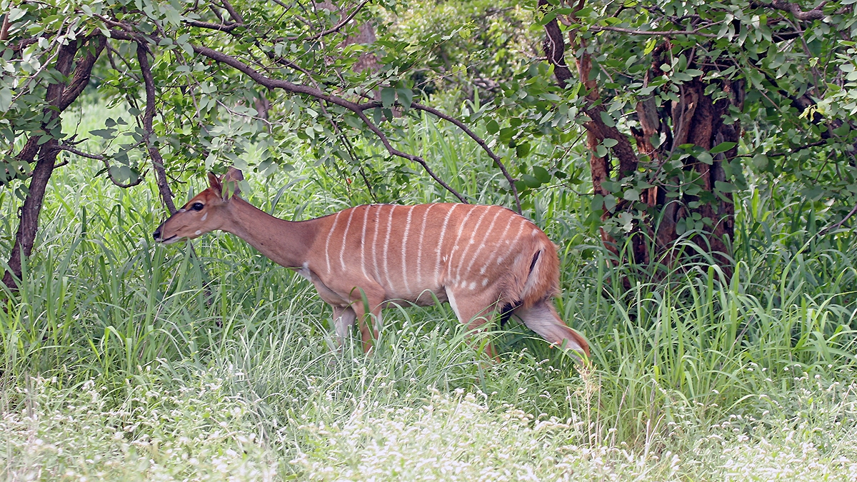 Nyala [Tragelaphus angasii]