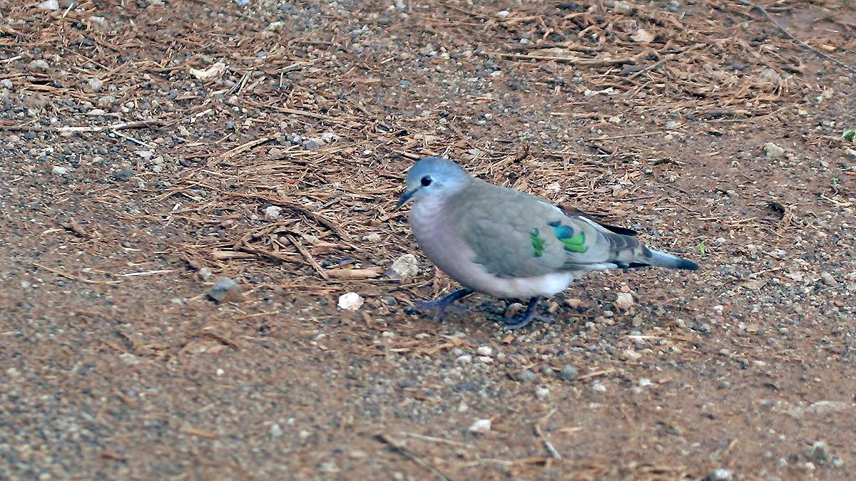 Emerald-spotted Wood Dove [Turtur chalcospilos]
