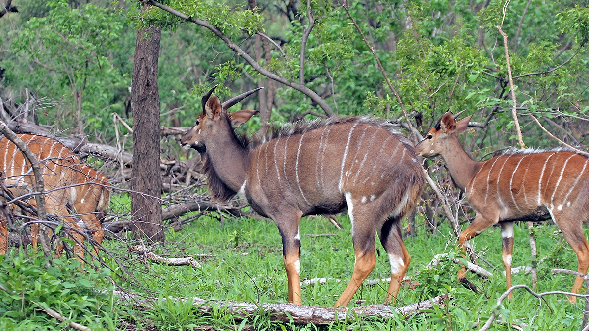 Nyala [Tragelaphus angasii]