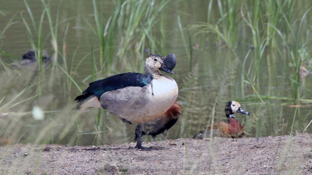 Knob-billed Duck [Sarkidiornis melanotos]