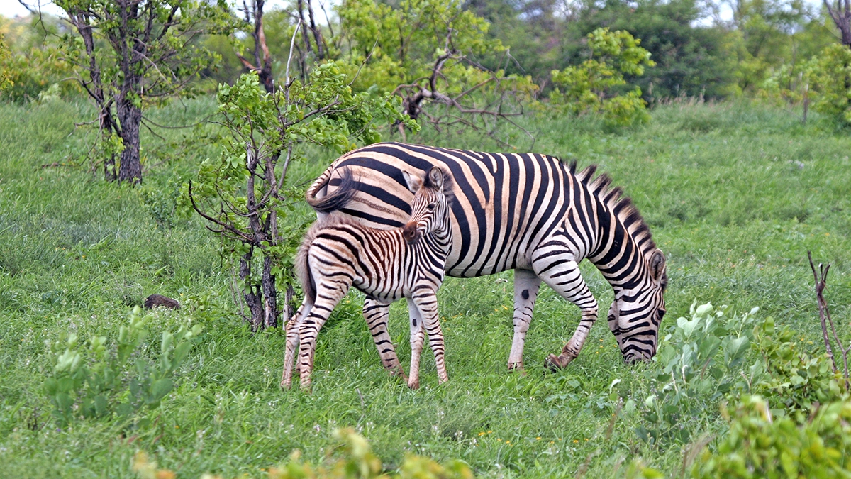 Plains Zebra [Equus quagga chapmani]