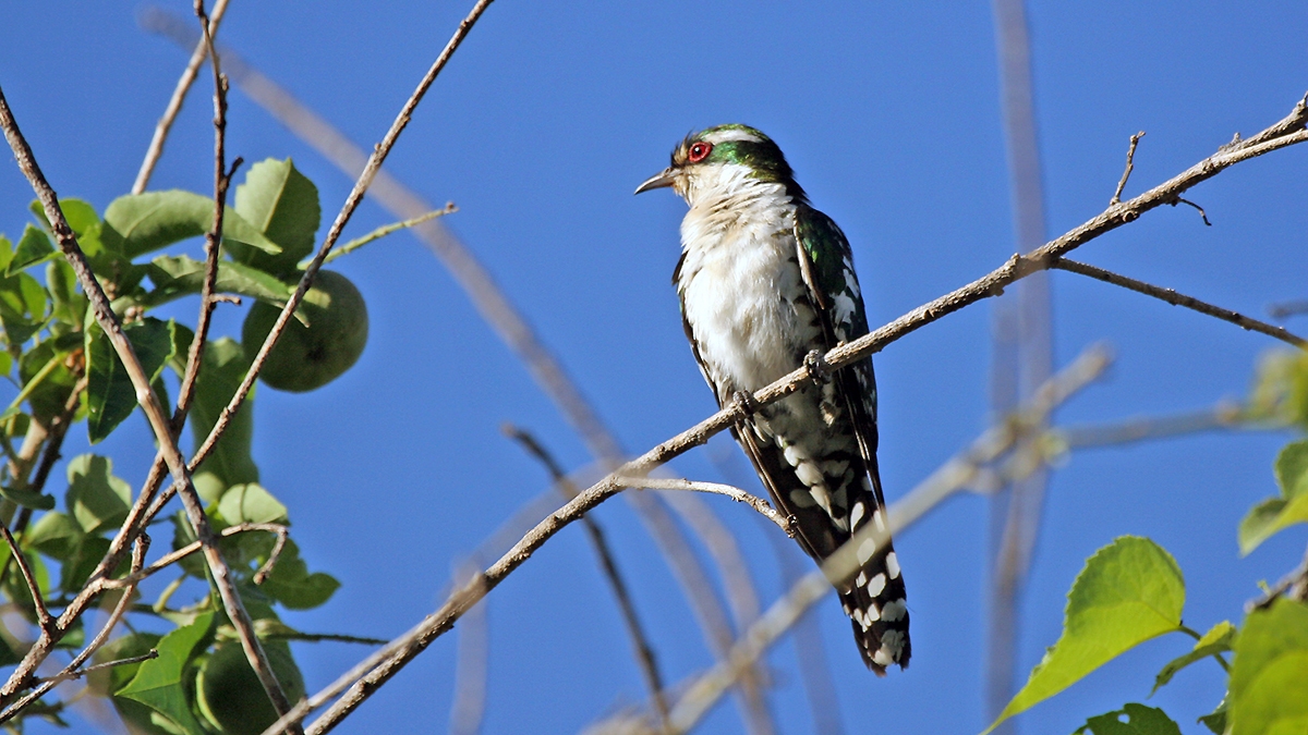 Diederik Cuckoo [Chrysococcyx caprius]