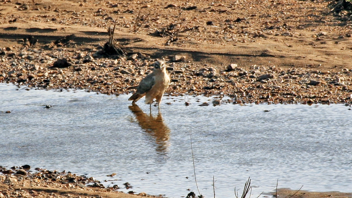 Pallid Harrier [Circus macrourus]