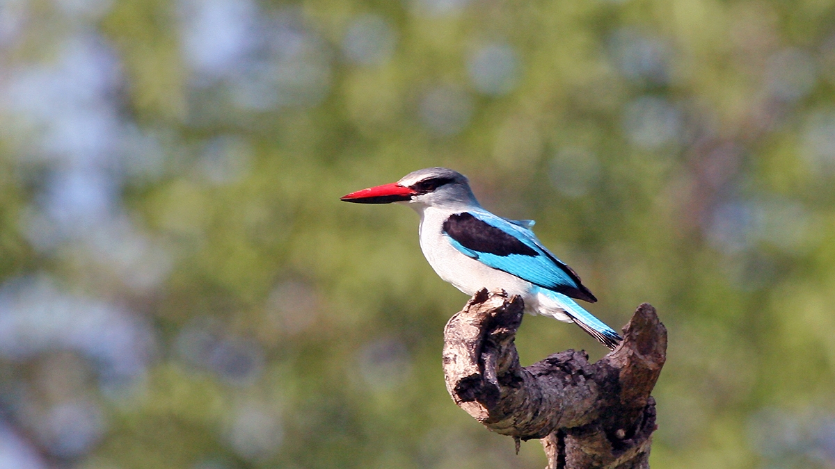 Woodland Kingfisher [Halcyon senegalensis cyanoleuca]