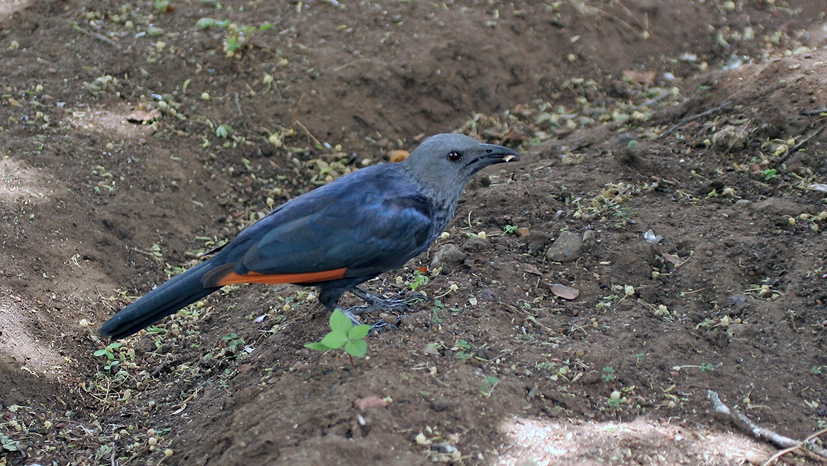 Red-winged Starling [Onychognathus morio morio]