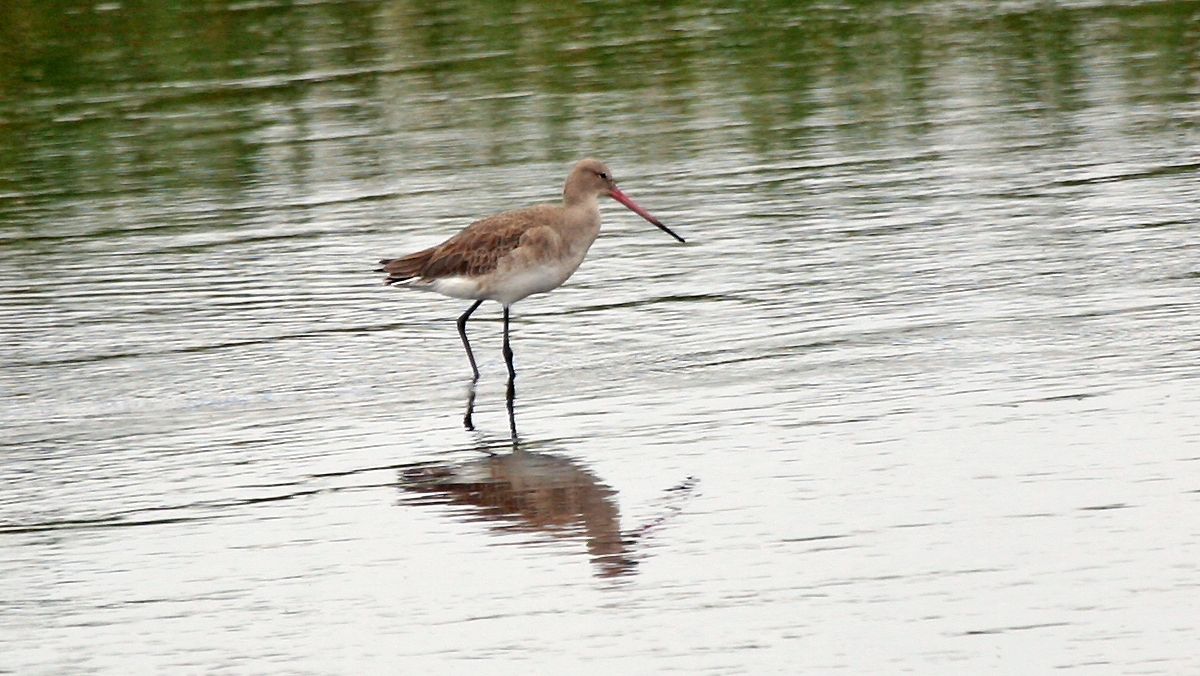 Black-tailed Godwit [Limosa limosa limosa]