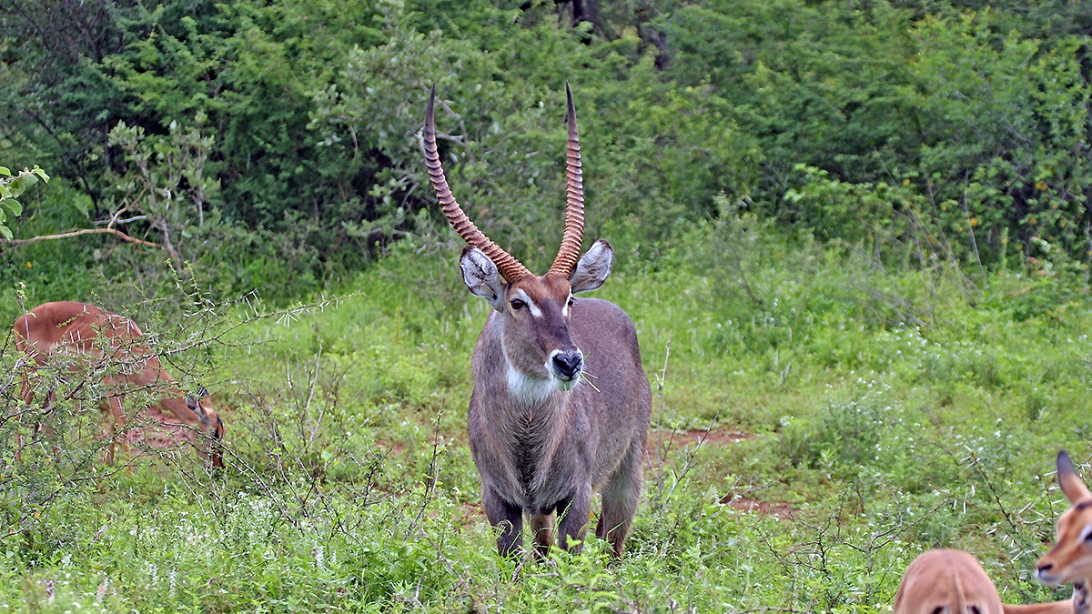 Waterbuck [Kobus ellipsiprymnus ellipsiprymnus]