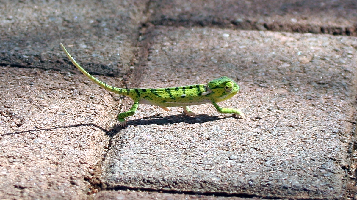 Flap-necked Chameleon [Chamaeleo dilepsis]