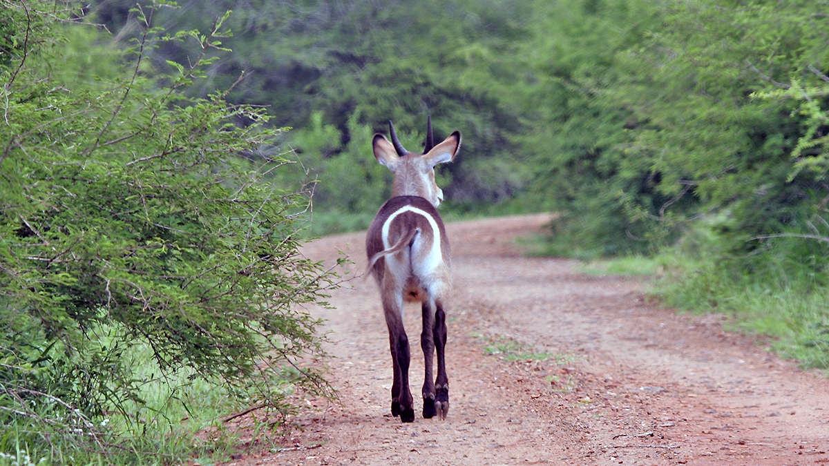 Waterbuck [Kobus ellipsiprymnus ellipsiprymnus]