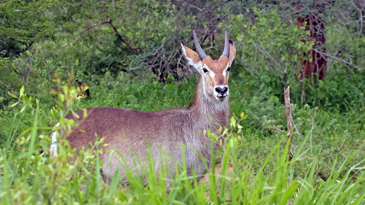 Waterbuck [Kobus ellipsiprymnus ellipsiprymnus]