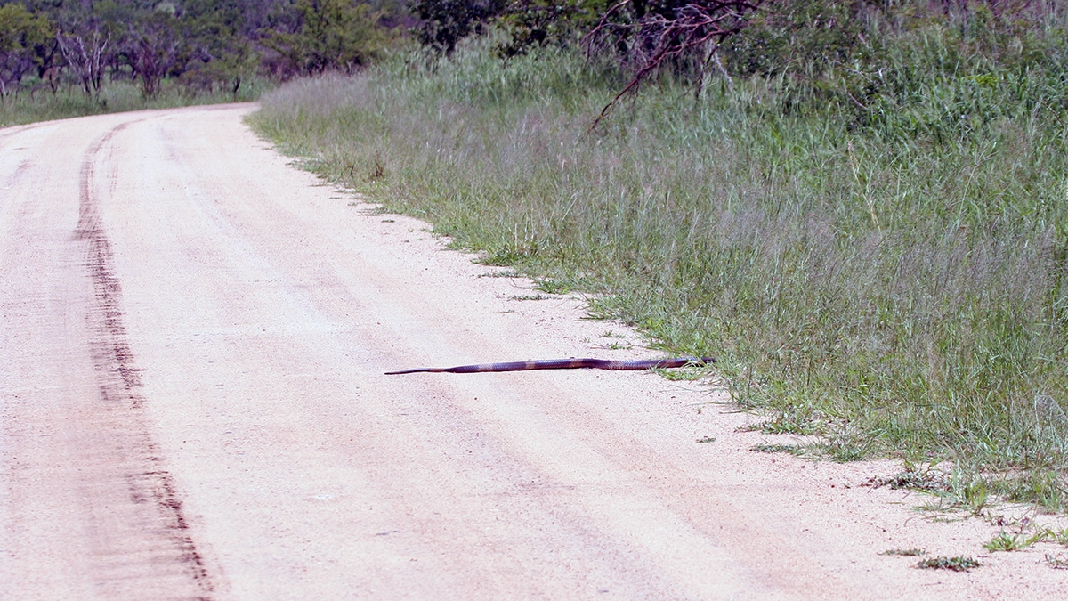 Snouted Cobra [Naja annulifera]