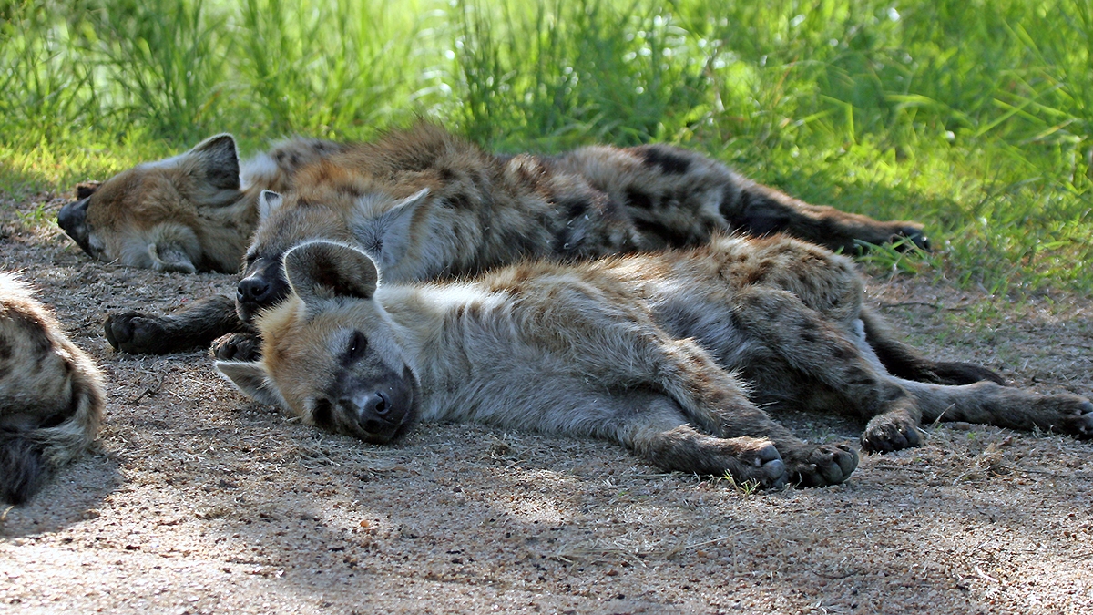 Spotted Hyena [Crocuta crocuta]