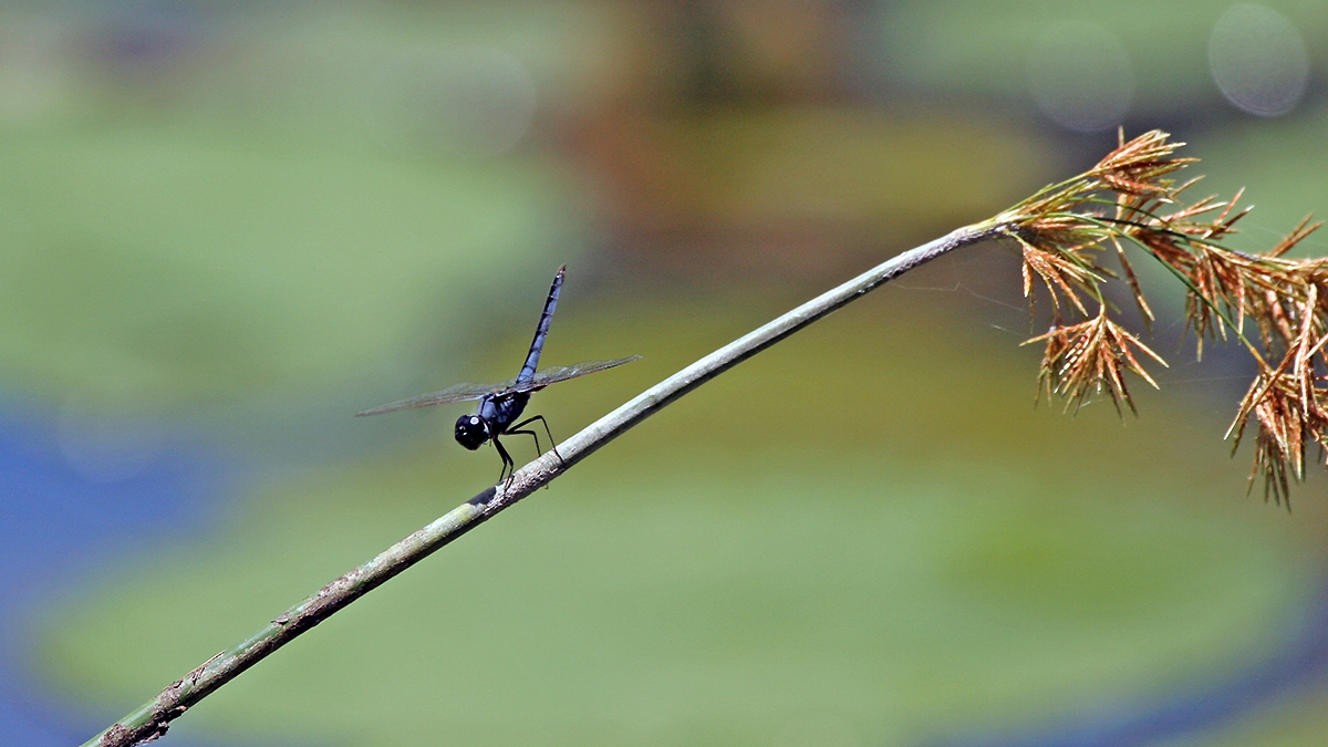 Blue Basker [Urothemis edwardsii]