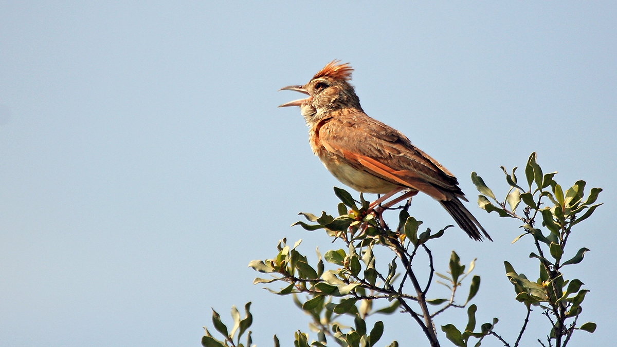 Rufous-naped Lark [Corypha africana transvaalensis]