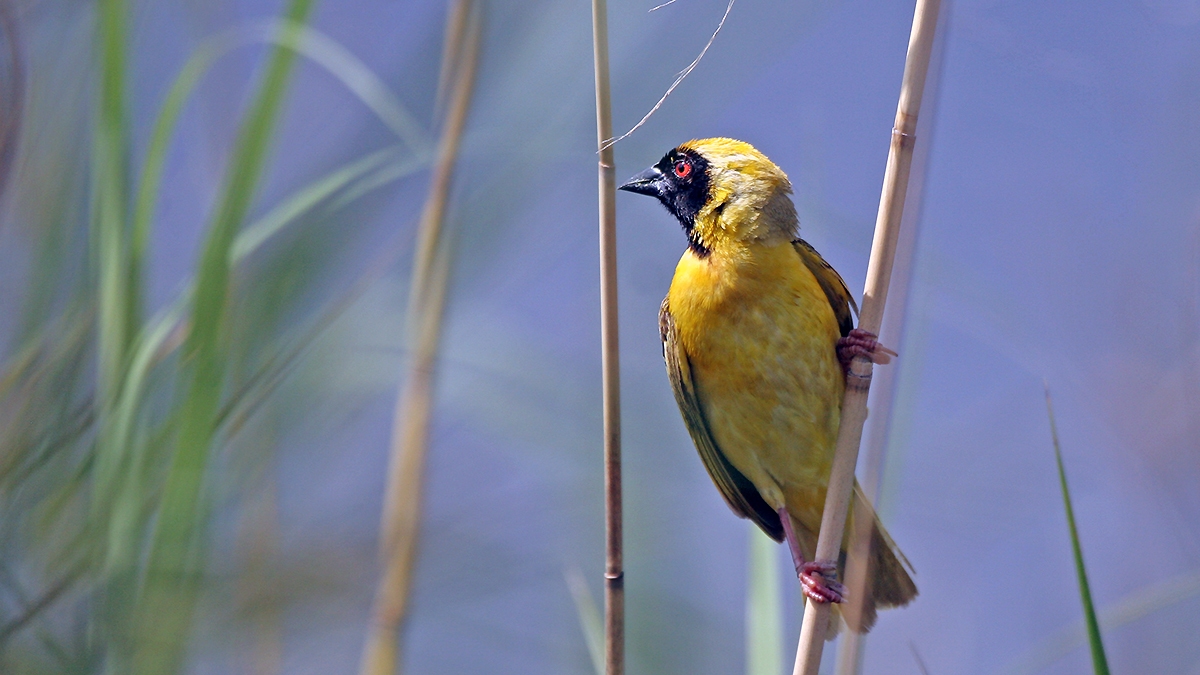 Southern Masked Weaver [Ploceus velatus]