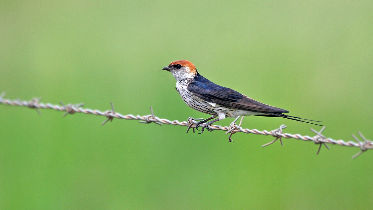 Greater Striped Swallow [Cecropis cucullata]