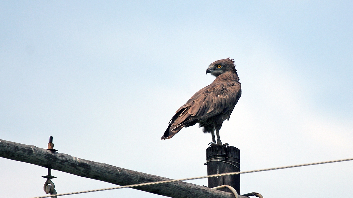 Brown Snake Eagle [Circaetus cinereus]