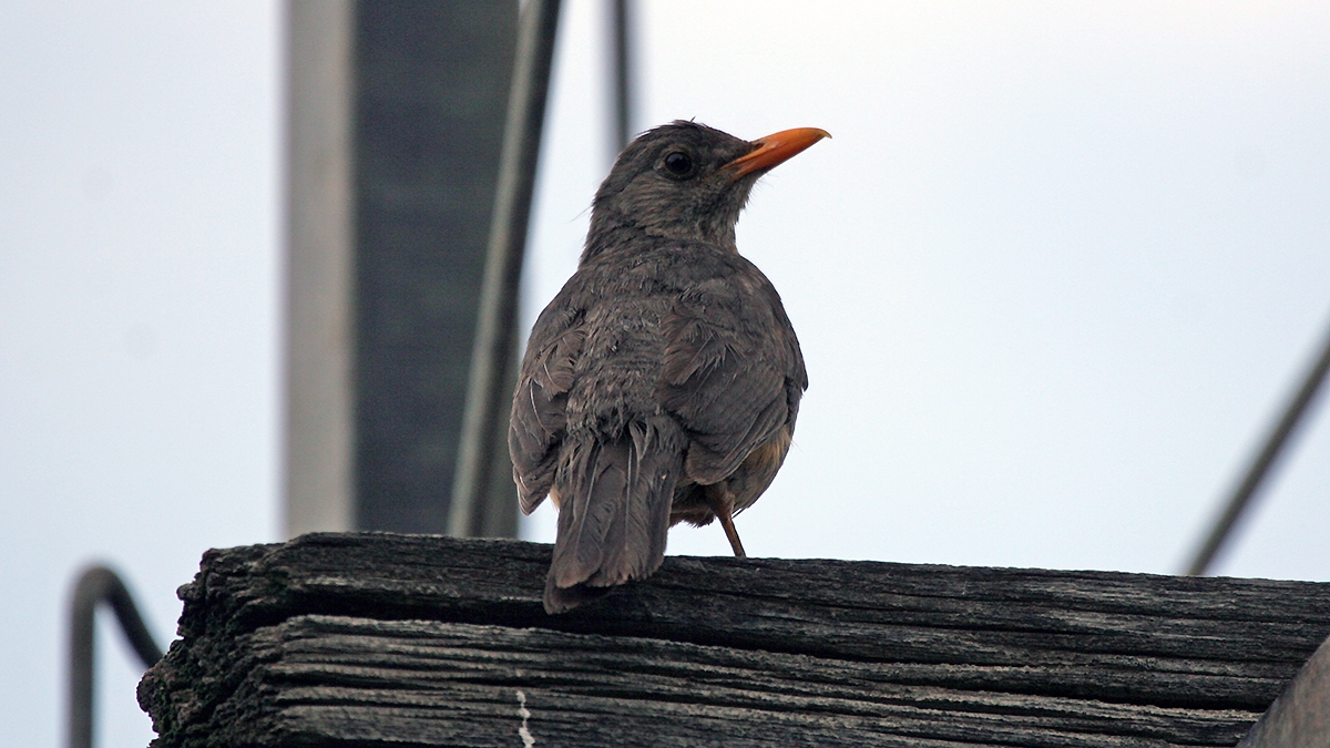 Karoo Thrush [Turdus smithi]