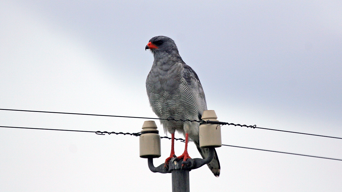 Pale Chanting Goshawk [Melierax canorus canorus]