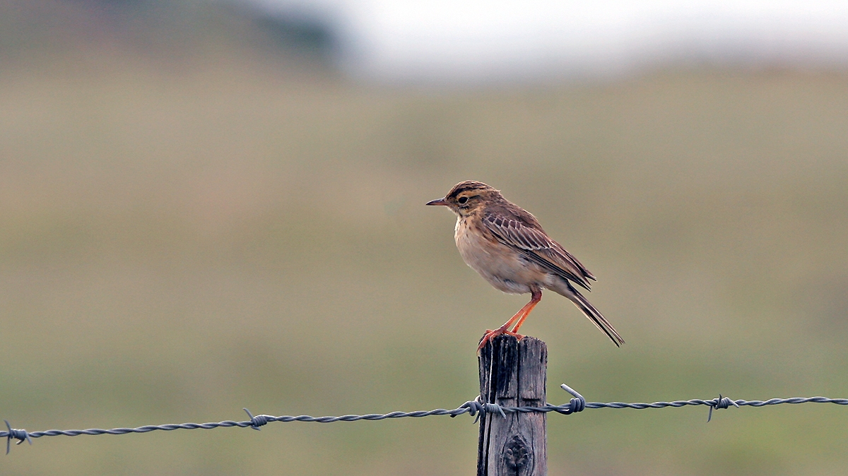 African Pipit [Anthus cinnamomeus rufuloides]