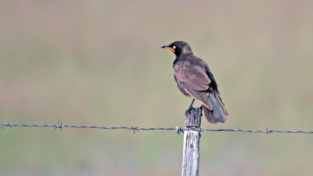 Pied Starling [Lamprotornis bicolor]