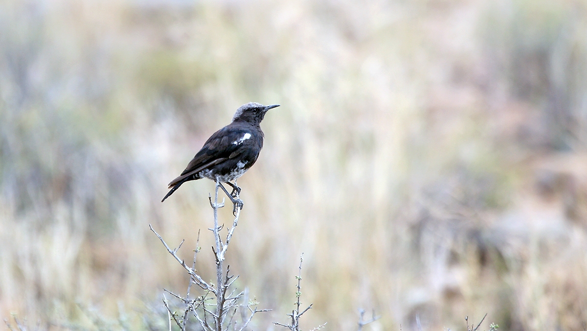 Mountain Chat [Myrmecocichla monticola monticola]