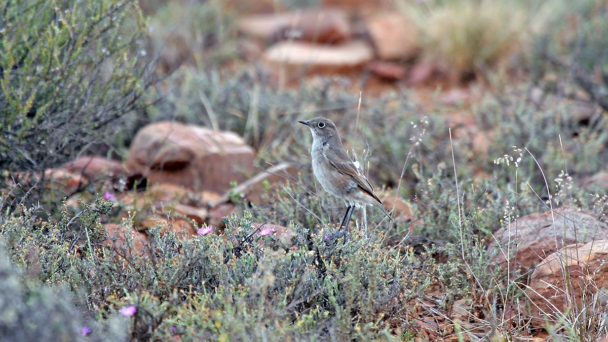 Sickle-winged Chat [Emarginata sinuata sinuata]
