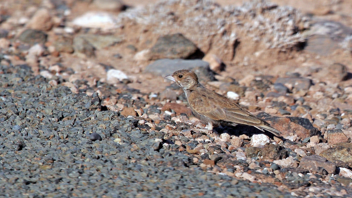 Grey-backed Sparrow-Lark [Eremopterix verticalis verticalis]