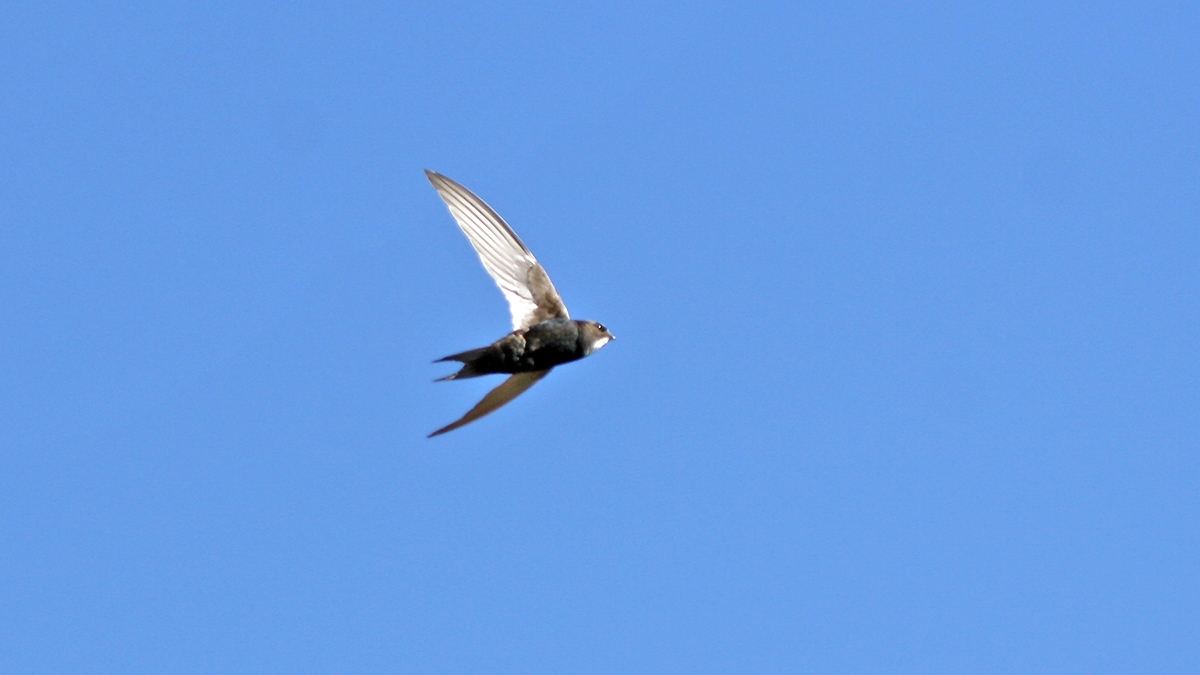 White-rumped Swift [Apus caffer]